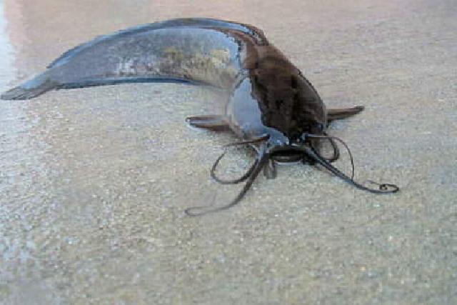 Manfaatkan UPR, Rohil Kembangkan Lele Dumbo