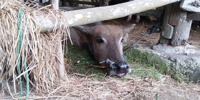 Terkena Ledakan, Sapi Milik Bardi Tertancap 50 Paku