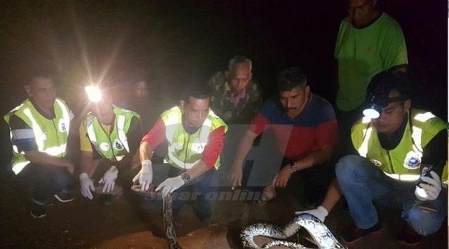 Buruh Sawit  Tewas Dililit Ular Piton