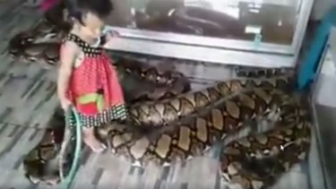Ngeri, Ayah Tega Biarkan Balitanya Main Ular Piton Jumbo
