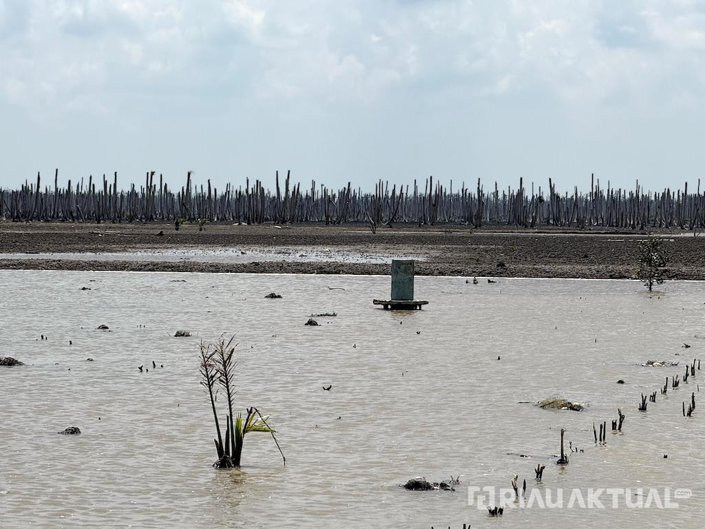 Abrasi Laut 'Telan' Ribuan Hektar Kebun Kelapa di Inhil, M4CR Siapkan Mangrove Jadi Benteng Baru