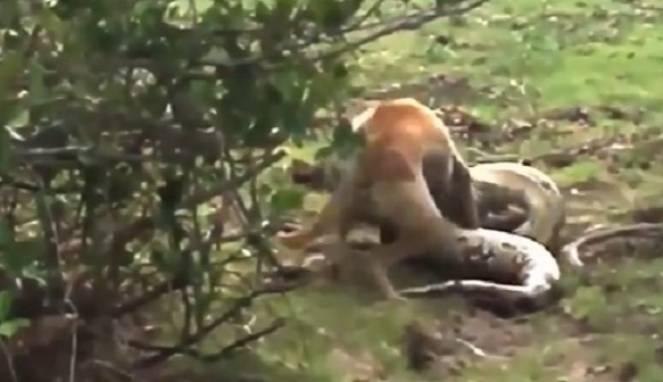 Perlawanan Terakhir Anjing Saat Dililit Piton Besar Piton