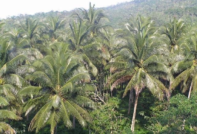 Inhil Sebagai Pusat Kelapa Dunia, Tetapi ?