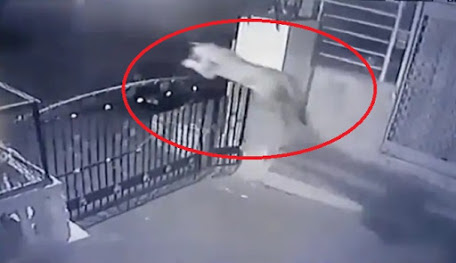 Video Viral Macan Tutul Lompati Pagar Saat Berburu di Rumah Warga