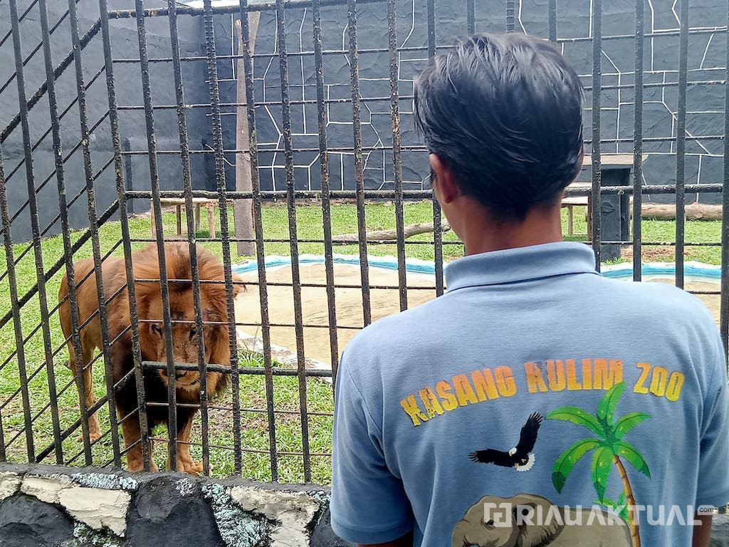 Kasang Kulim Zoo Sambut Singa Afrika, Tambah Koleksi Satwa Menjadi 133 Jenis