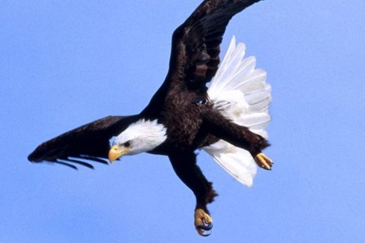 Berebut Kelinci, Rubah dan Elang Bertarung di Udara