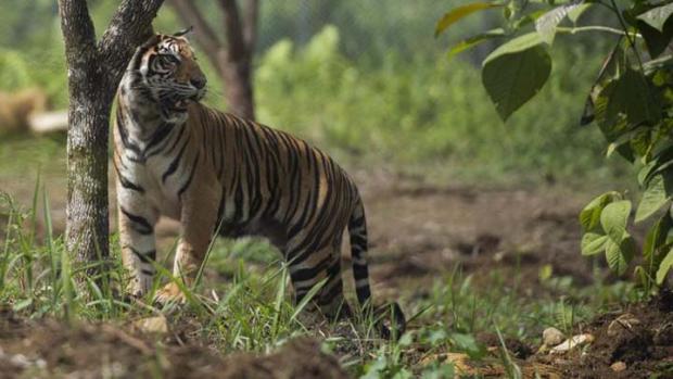 4 Orang Dimakan Harimau di Lahat