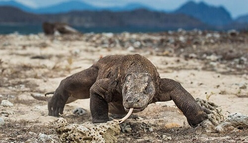 Ini 5 Hewan Purba yang Masih Hidup Sampai Sekarang di Indonesia