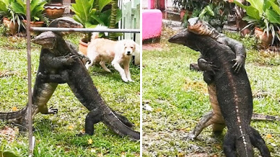 Video Viral Dua Biawak Besar Gulat di Halaman Rumah