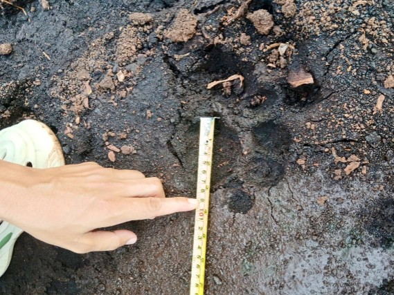 Warga Siak Diterkam Harimau Sumatera, Ini Kata BBKSDA Riau