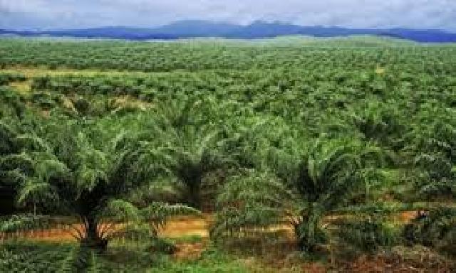 Walhi: Ribuan Hektare Dirambah dan Ditanam Sawit