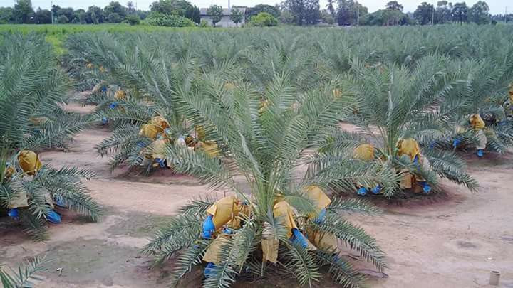 OJK Awasi Kampoeng Kurma di Riau