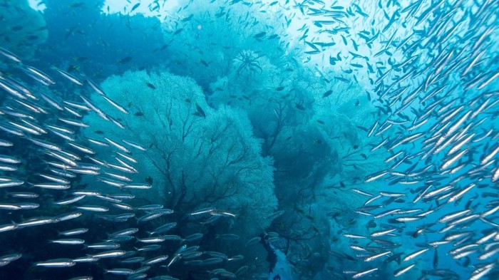 Makhluk Ini Bangun Setelah Terkubur 100 Juta Tahun di Dasar Laut