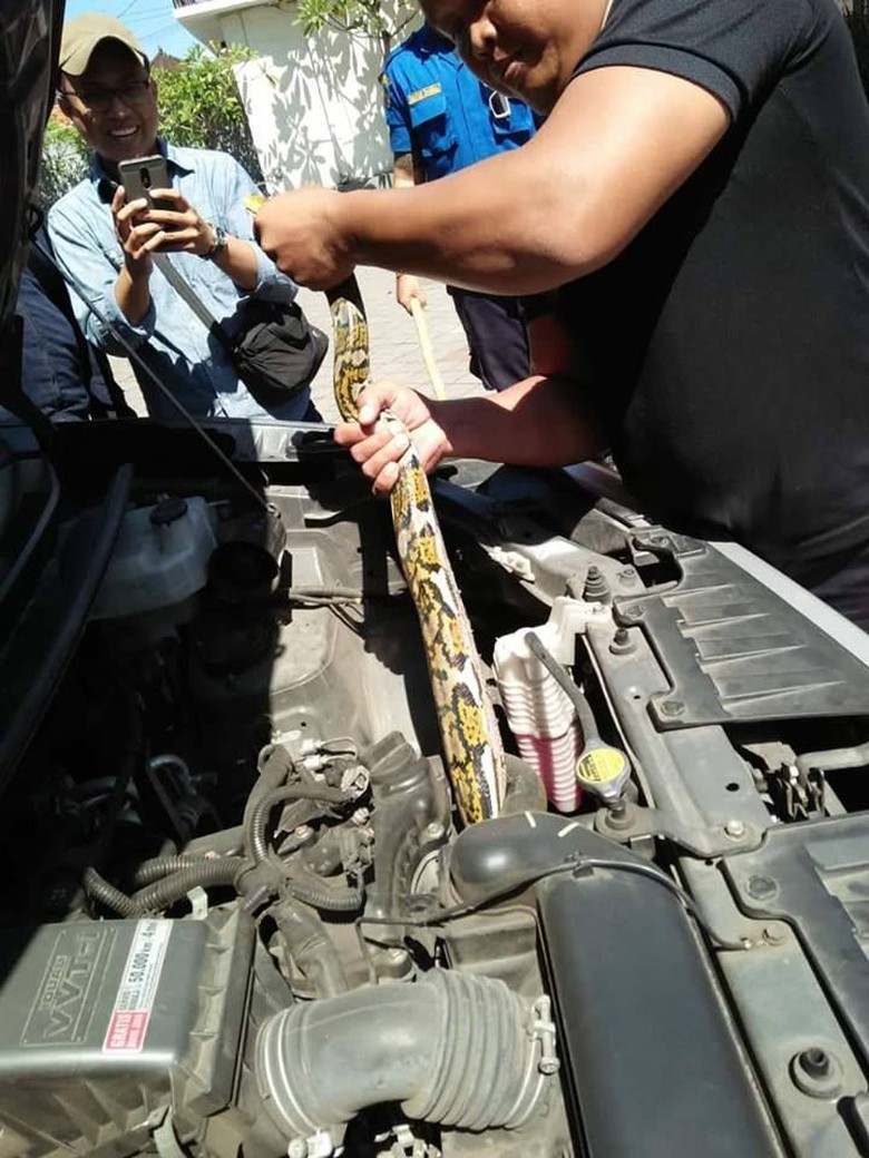 Ngeri! Sanca 2,5 Meter Ditemukan Dalam Mesin Mobil