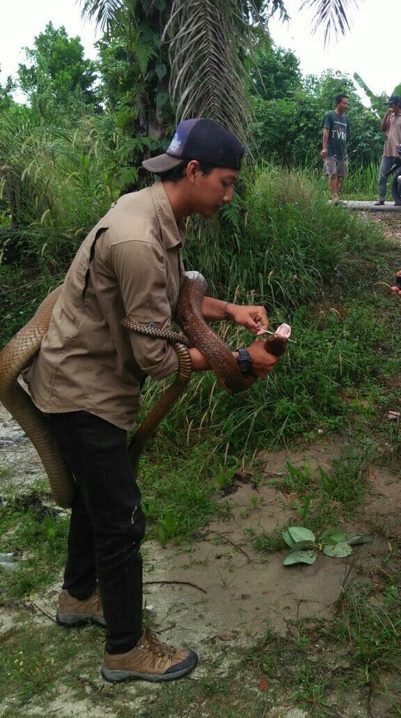 Luar Biasa, Mahasiswa di Pekanbaru Ini Pelihara King Kobra yang Panjangnya 4 Meter