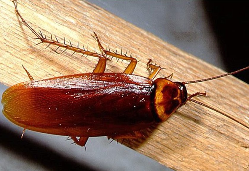 Ternyata Mudah Banget Usir Kecoa dari Rumah, Gunakan 5 Benda Ini