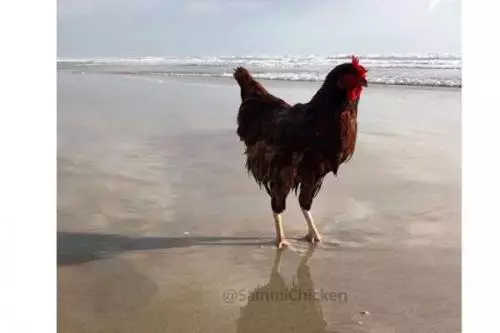 Wow, Ayam Betina Ini Suka Traveling dan Punya Ribuan Followers di IG