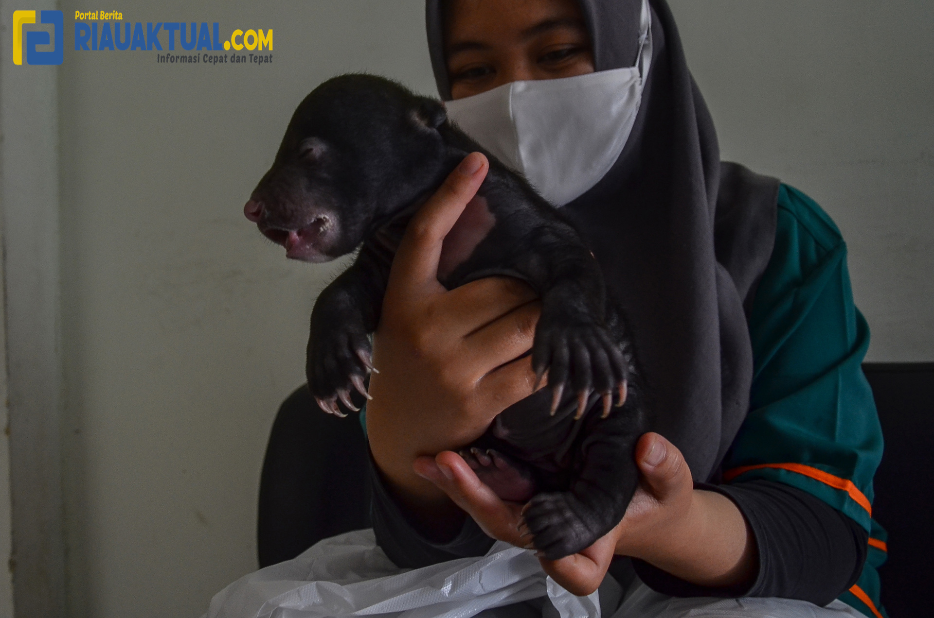 Tim Rescue Balai Besar KSDA Riau Evakuasi Bayi Beruang Madu