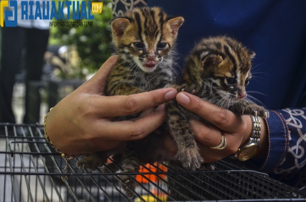 Dua Ekor Anak Kucing Hutan Ditemukan di Pekanbaru