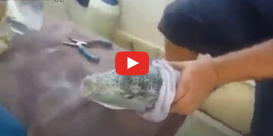 Mengerikan, Bukan Hiu atau Piranha, Gigitan Ikan Kecil ini Dapat Memotong Kaleng Alumunium