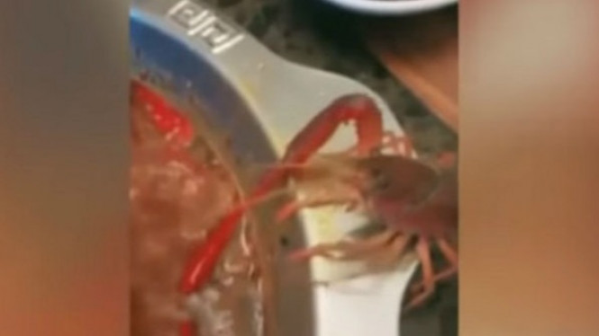 Saat Lobster Menolak Masuk ke Dalam Kuah Panas dan Kabur