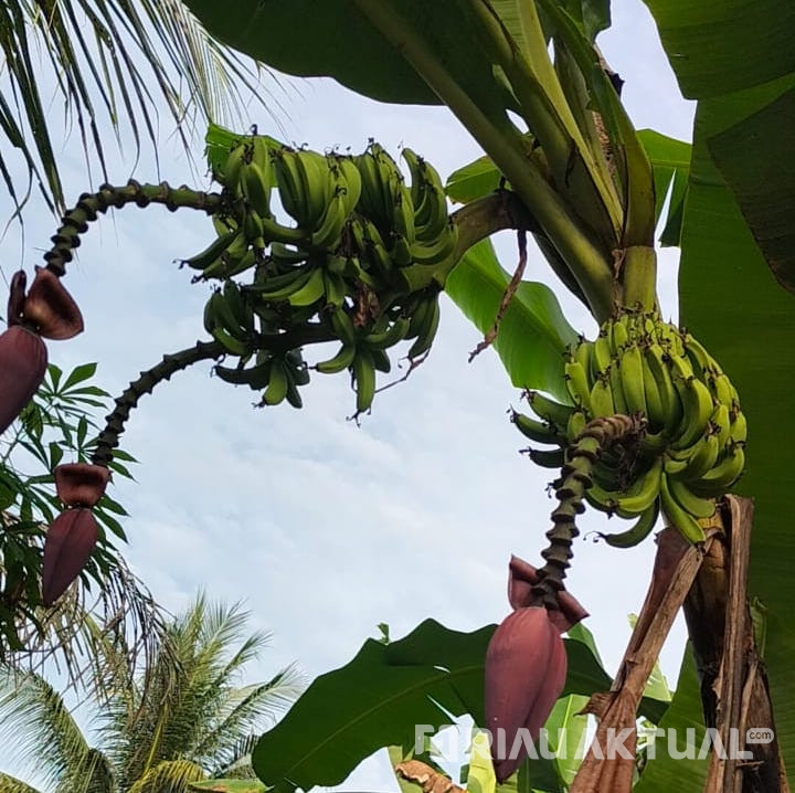 Pohon Pisang Unik Bertandan Tiga dengan 20 Tongkol Hebohkan Warga Rohil