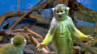 5 Hewan Peliharaan Termahal di Dunia, Ada yang Sampai Rp21,7 Miliar