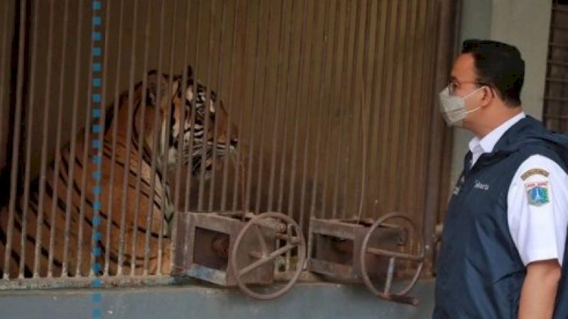 Sebut Dua Harimau yang Terpapar Covid-19 sebagai Warganya, Caption Anies Baswedan Ini Bikin Gemas