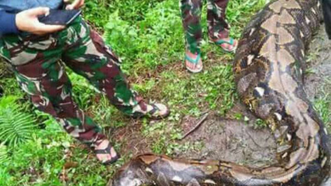 Ternyata Negara Ini 'Gudang' Ular Piton yang Bisa Memangsa Manusia