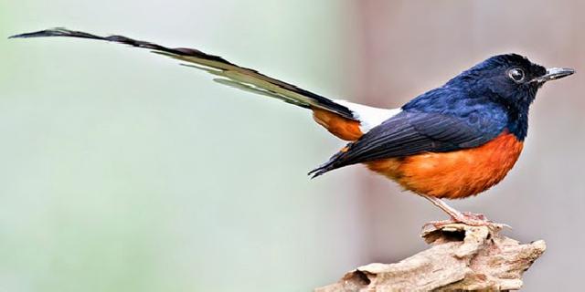 Ribuan Murai Batu gagal diselundupkan dari Malaysia