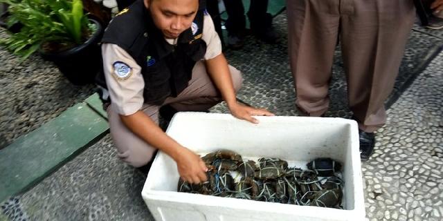 Tak sesuai standar Permenkes, 128 kepiting asal Kalimantan diamankan