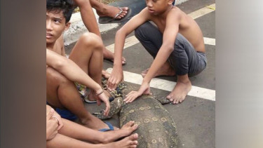 Heboh, Video Anak-anak Tangkap Biawak Besar di Kali Krukut