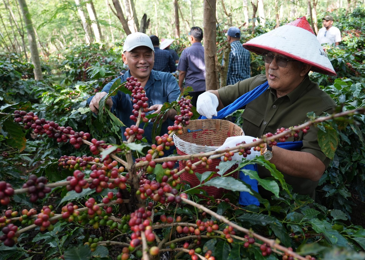 PTPN Replanting 1.300 Hektar Kopi Ijen, Produksi Naik dan Ekspor Menguat