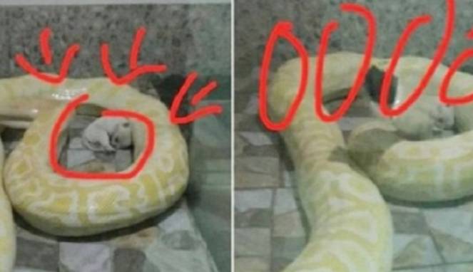 Heboh Ular Piton Diberi Makan Anak Anjing Hidup