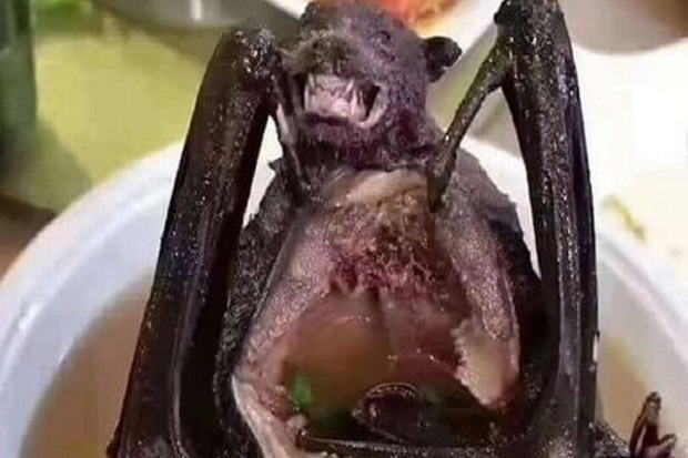 Sup Kelelawar Diduga Biang Virus Wuhan, Sudah 17 Orang Tewas