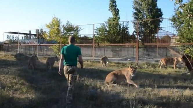 Hanya Gunakan Sandal, Pria Ini Bikin Kawanan Singa Ketakutan