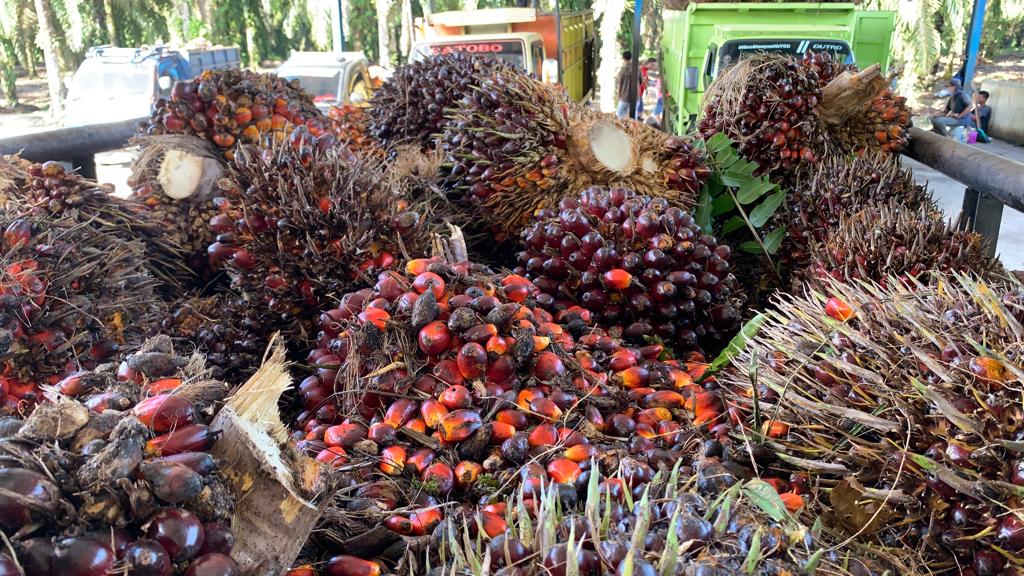 Harga TBS Sawit Mitra Swadaya di Riau Capai Rp3.412 per Kilogram