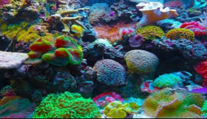 Ternyata, Karang Bukanlah Sekumpulan Batu Melainkan Hewan