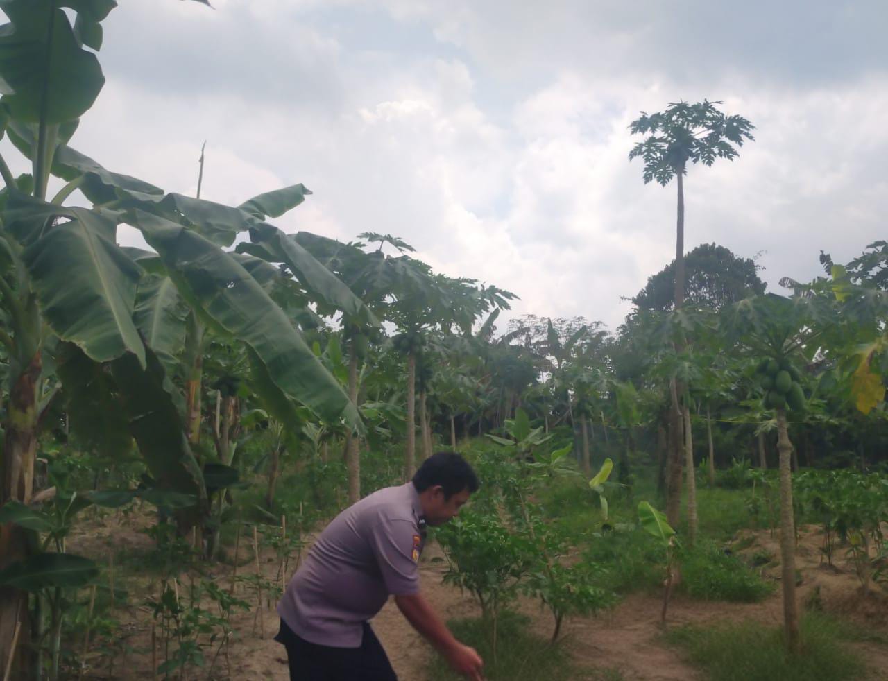 Ketahanan Pangan Jadi Fokus, Polsek Bangko Pusako Laksanakan Asta Cita di Rohil