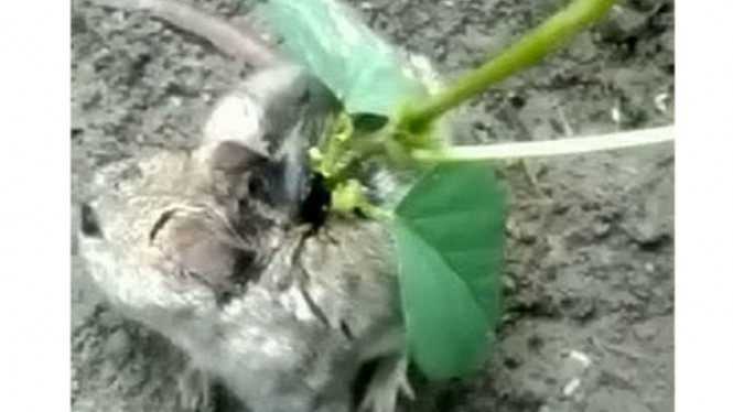 Mengejutkan, Kedelai Tumbuh di Kepala Tikus Hidup Ini