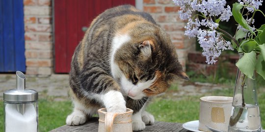 Ilmuwan: Kucing Bagus Untuk Mencegah Asma Pada Bayi