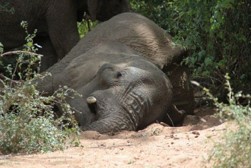 Gajah Betina Ditemukan Tewas Membusuk di Aceh Timur