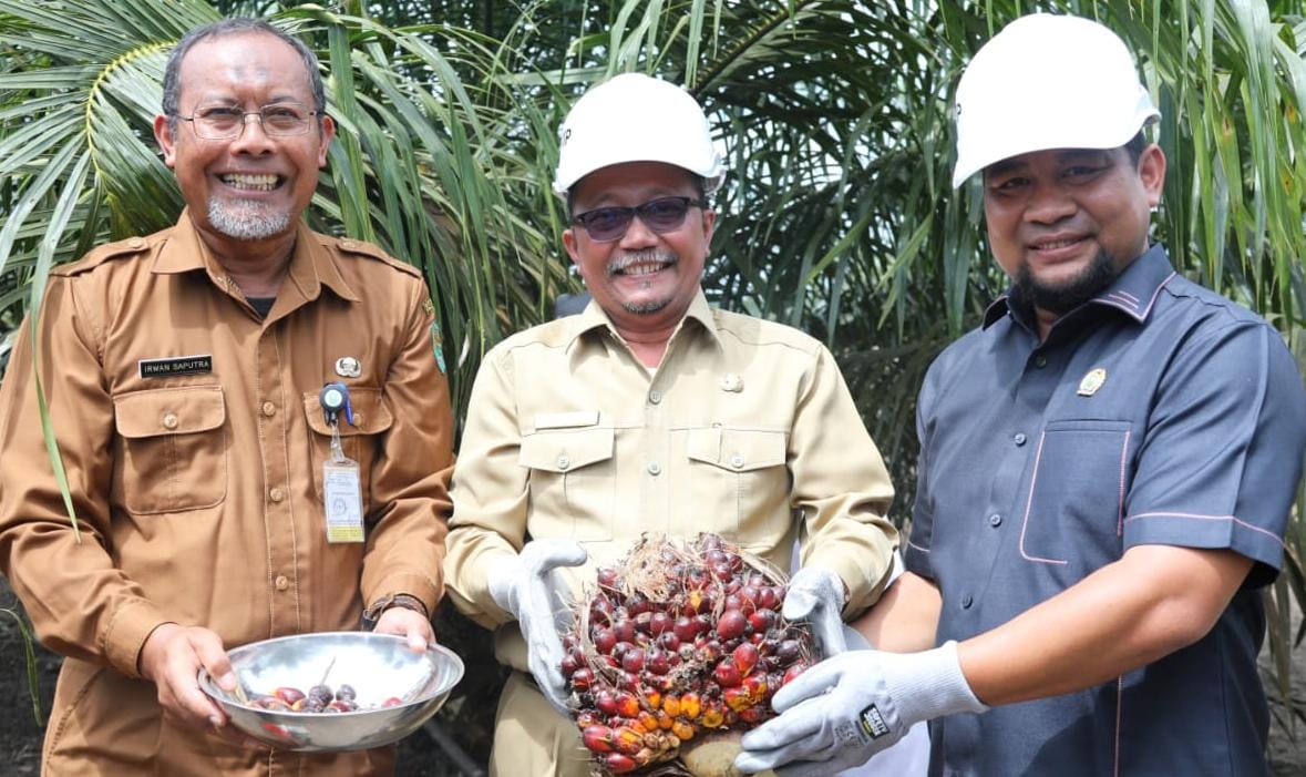 Pemkab Siak Apresiasi Panen Perdana Program PSR PTPN V