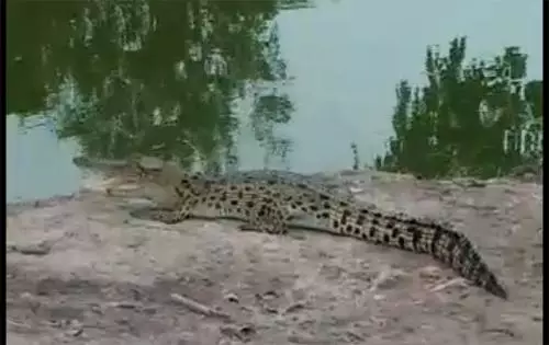 Ngeri! Belasan Buaya Masuk Perkampungan, Warga Minta BSDA Turun Tangan