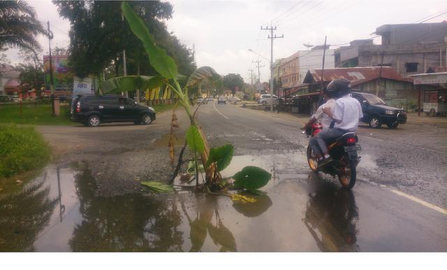 Kesal, Warga Tanam Pohon Pisang di Badan Jalan Nasional Inhu