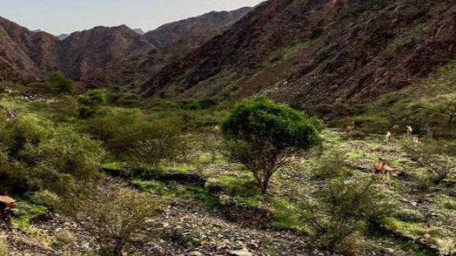 Lembah Tayeh Saudi di Arab Saudi Menghijau, Tanda Kiamat?