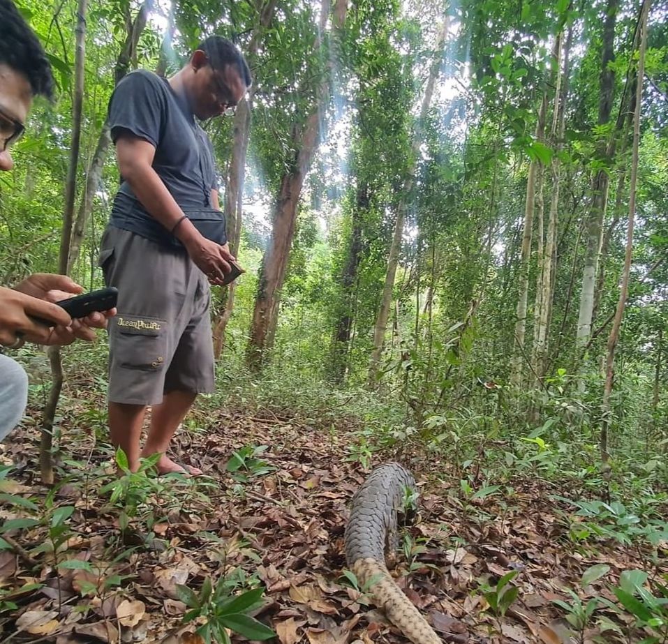 Sempat Dipelihara Warga, BKSDA Riau Lepaskan Trenggiling Indukan di SKW II Batam