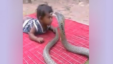 Parah, Balita Ini Dibiarkan Main dengan Ular Kobra