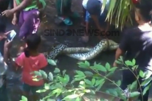 Pascaseorang Ibu Dimangsa, Warga Muna Bantai Sejumlah Ular Piton