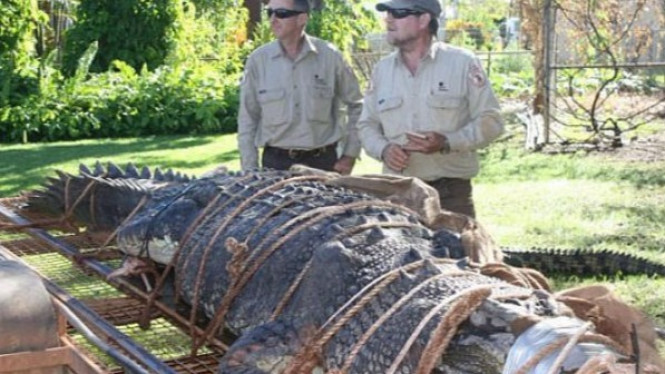 Buaya 600 Kg Tertangkap Setelah Perburuan Selama Satu Dekade
